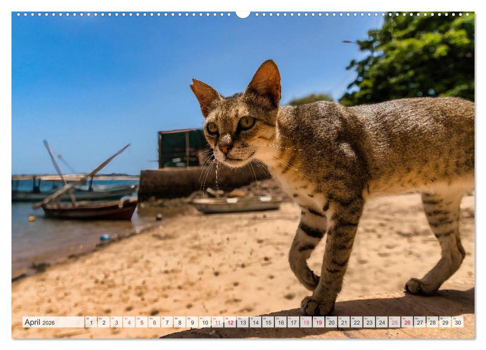 lamu - eintauchen in eine andere Welt vor der Küste Kenias (CALVENDO Premium Wandkalender 2026)