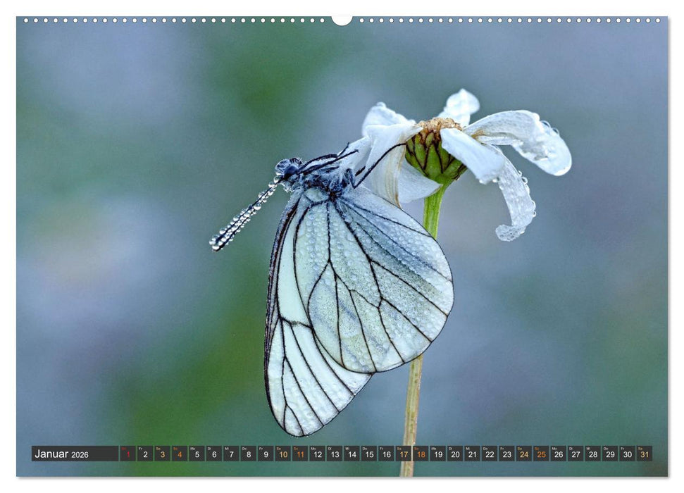 Taufrisch ... am frühen Morgen in der Wiese (CALVENDO Premium Wandkalender 2026)