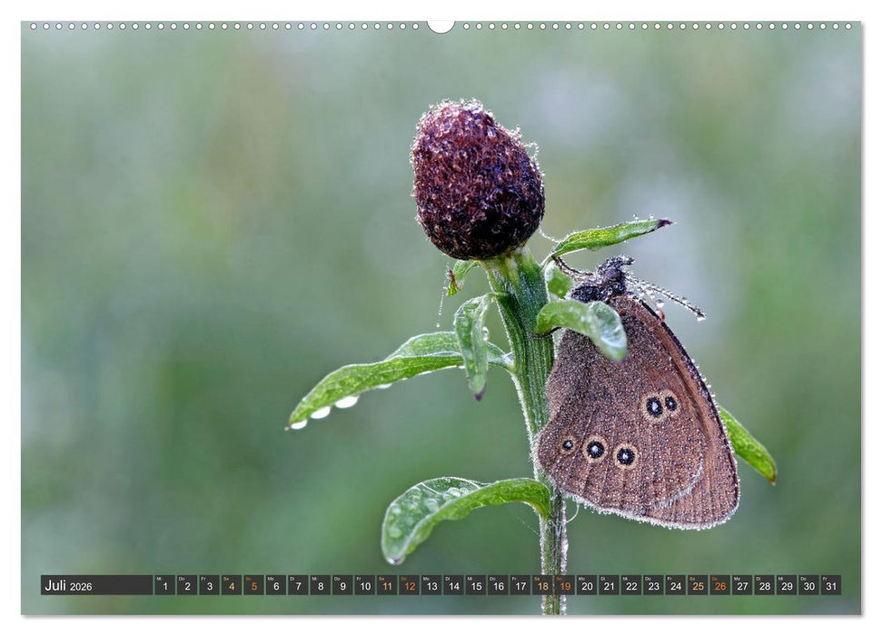 Taufrisch ... am frühen Morgen in der Wiese (CALVENDO Premium Wandkalender 2026)