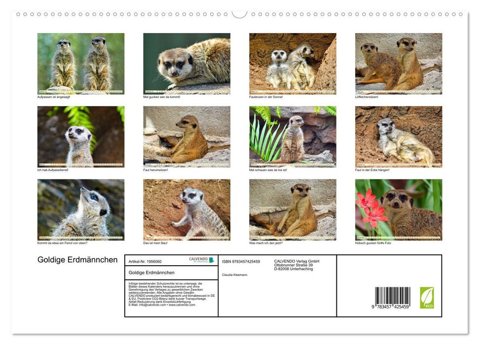 Goldige Erdmännchen (CALVENDO Premium Wandkalender 2026)
