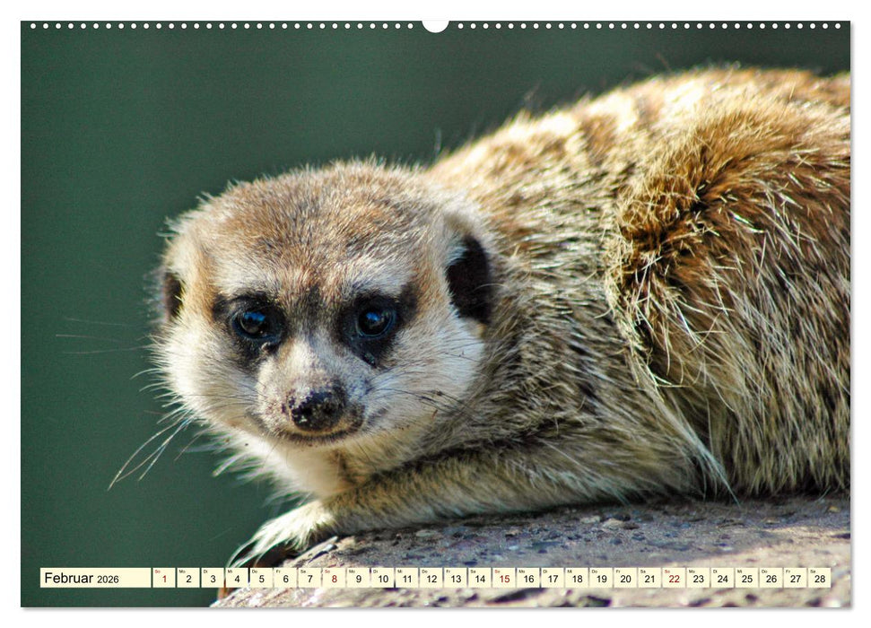 Goldige Erdmännchen (CALVENDO Premium Wandkalender 2026)
