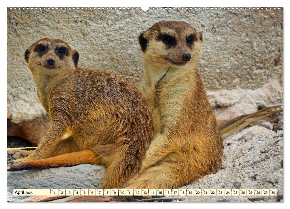 Goldige Erdmännchen (CALVENDO Premium Wandkalender 2026)