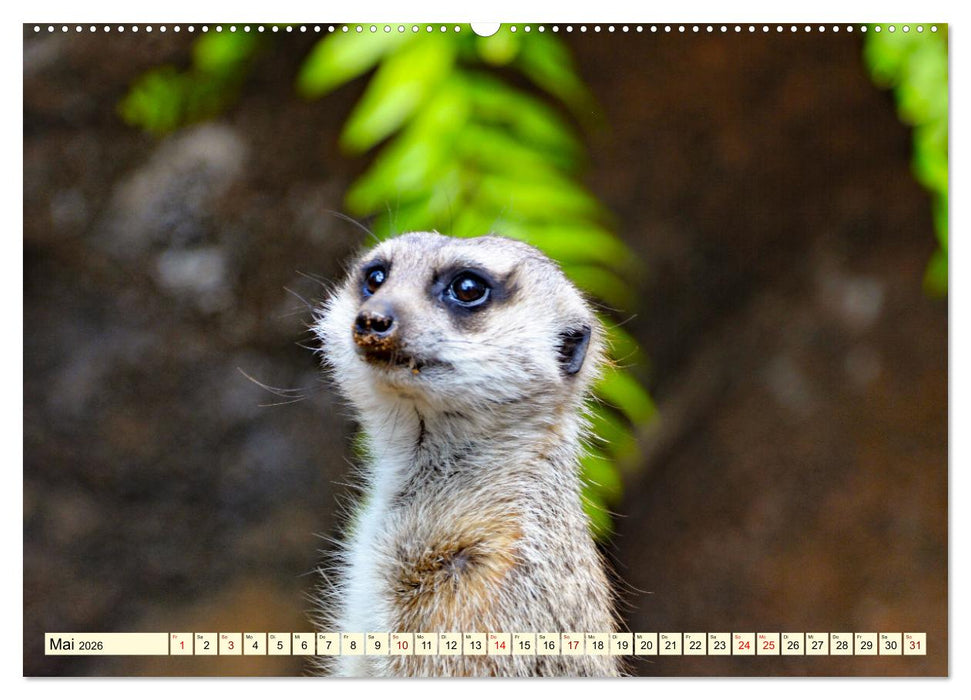 Goldige Erdmännchen (CALVENDO Premium Wandkalender 2026)