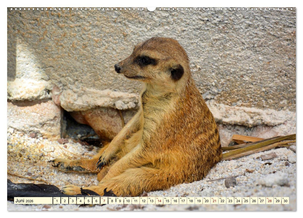Goldige Erdmännchen (CALVENDO Premium Wandkalender 2026)