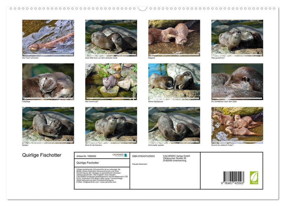 Quirlige Fischotter (CALVENDO Premium Wandkalender 2026)