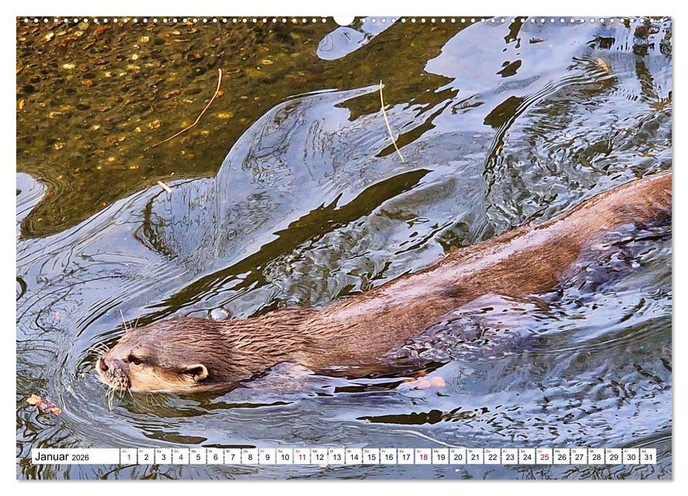 Quirlige Fischotter (CALVENDO Premium Wandkalender 2026)