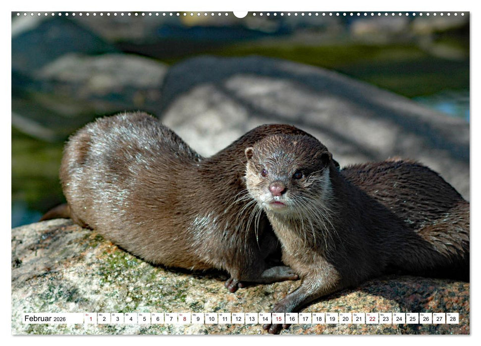 Quirlige Fischotter (CALVENDO Premium Wandkalender 2026)