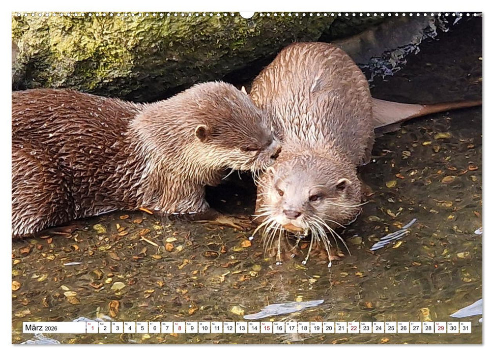 Quirlige Fischotter (CALVENDO Premium Wandkalender 2026)