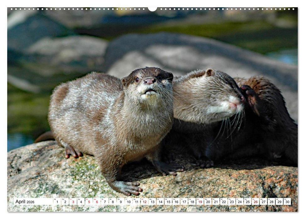 Quirlige Fischotter (CALVENDO Premium Wandkalender 2026)