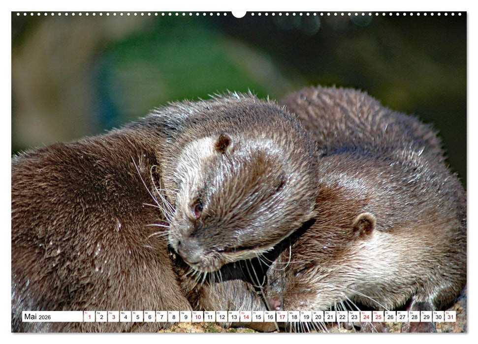 Quirlige Fischotter (CALVENDO Premium Wandkalender 2026)