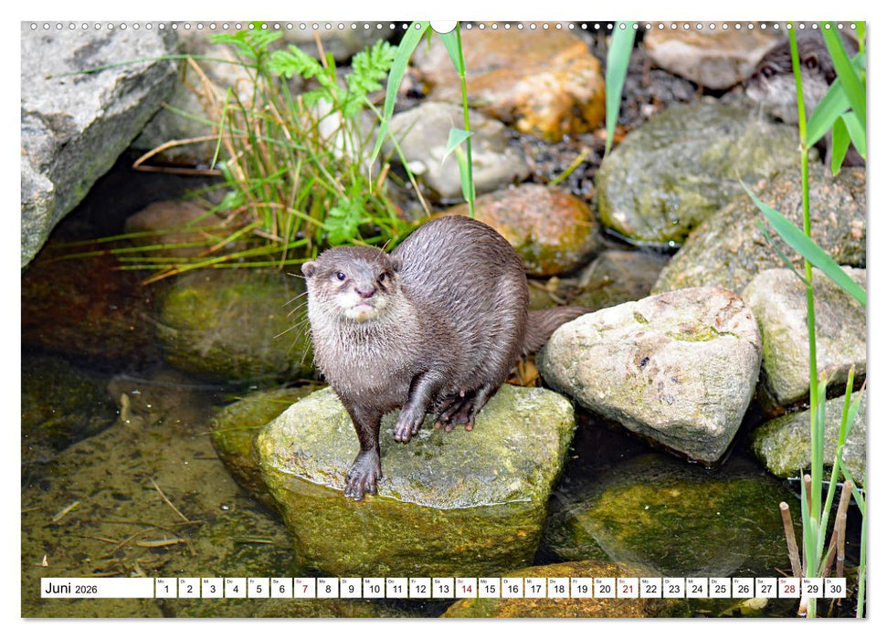 Quirlige Fischotter (CALVENDO Premium Wandkalender 2026)