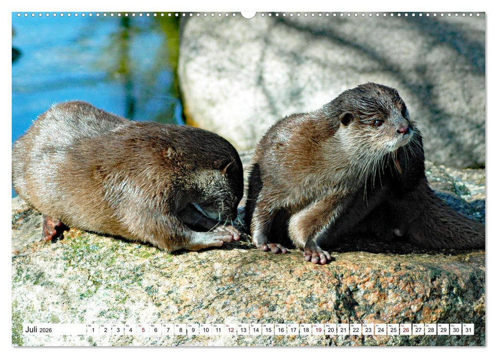 Quirlige Fischotter (CALVENDO Premium Wandkalender 2026)