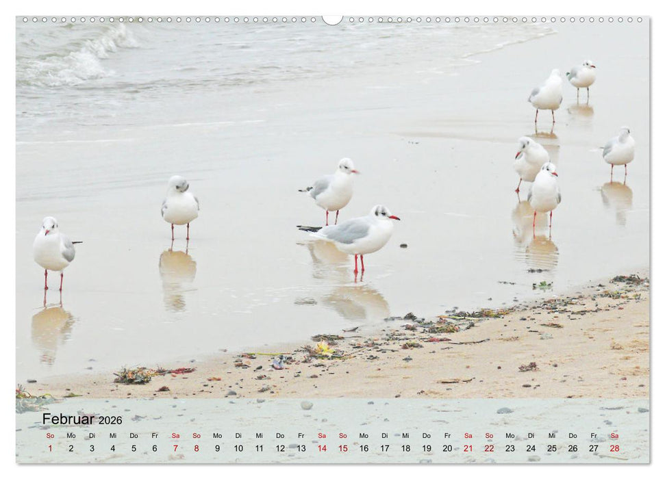 Ostseebad Kühlungsborn. Erholung mit allen Sinnen (CALVENDO Premium Wandkalender 2026)