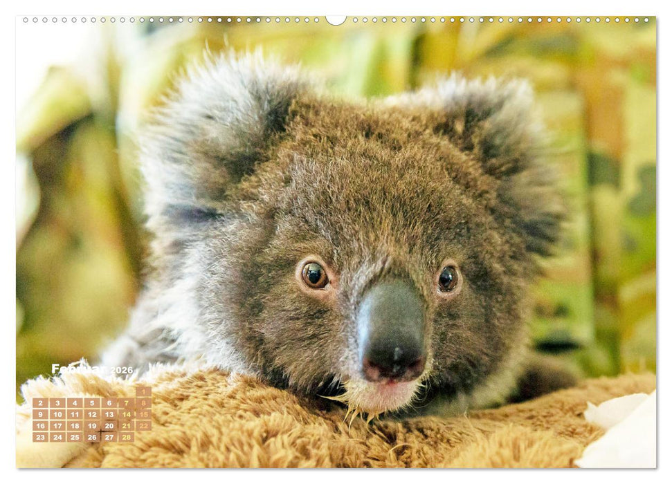 Koalas: die flauschigen Herzensbrecher (CALVENDO Premium Wandkalender 2026)