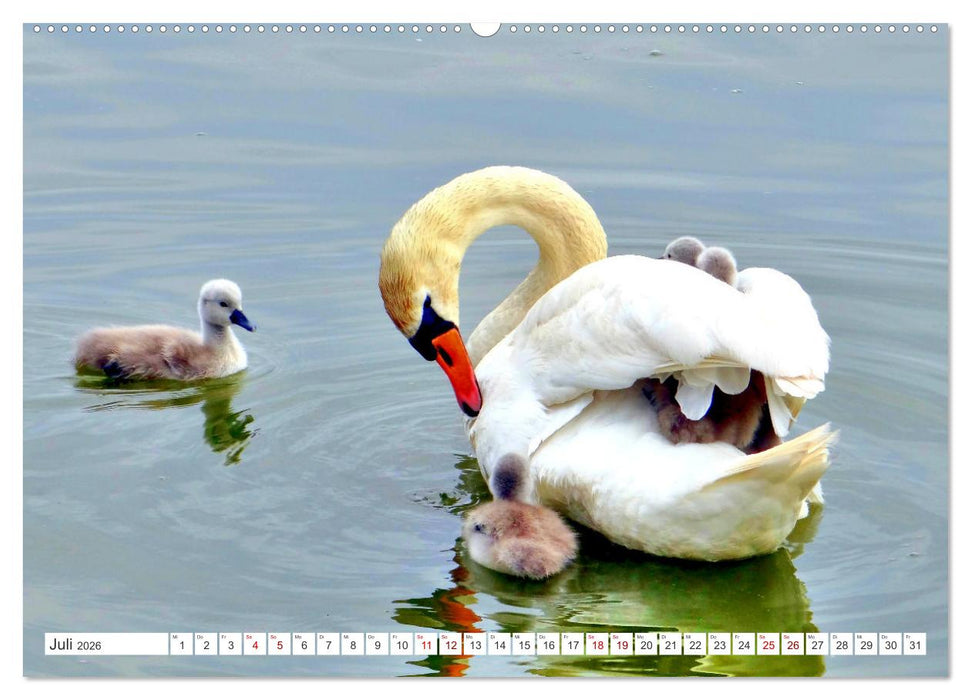 Heile Welt pur - Naturparadies Kurisches Haff (CALVENDO Premium Wandkalender 2026)