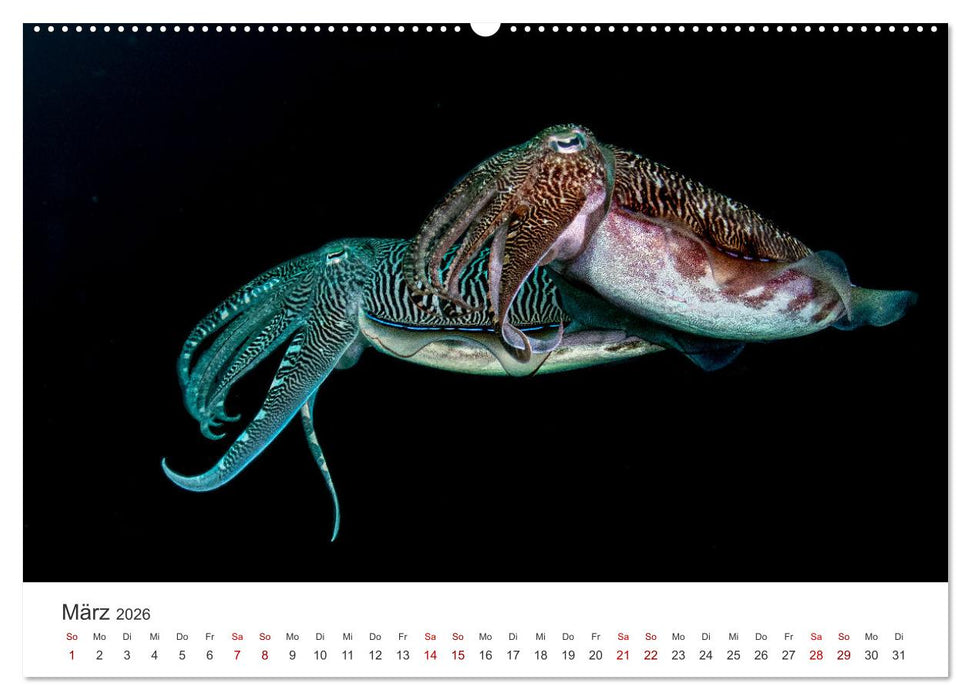 Faszination blaue Welt (CALVENDO Premium Wandkalender 2026)