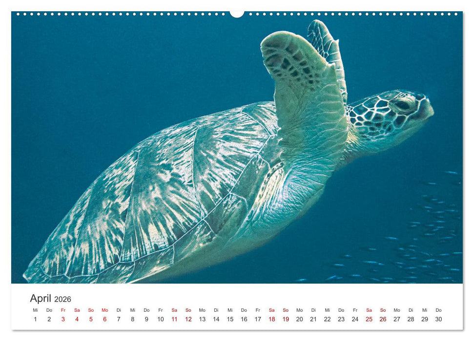 Faszination blaue Welt (CALVENDO Premium Wandkalender 2026)