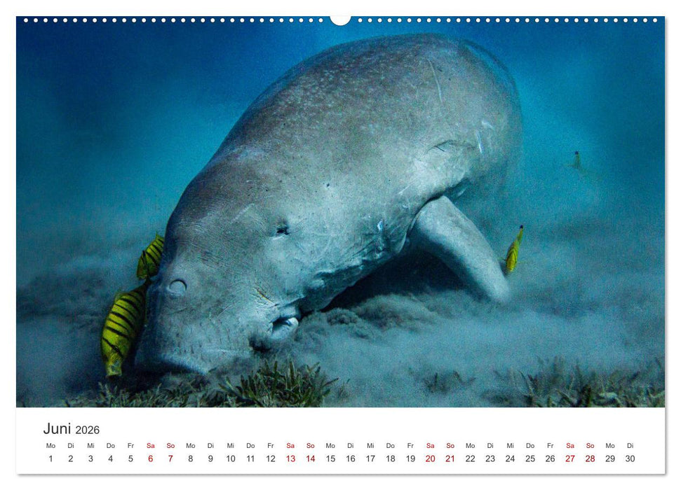 Faszination blaue Welt (CALVENDO Premium Wandkalender 2026)