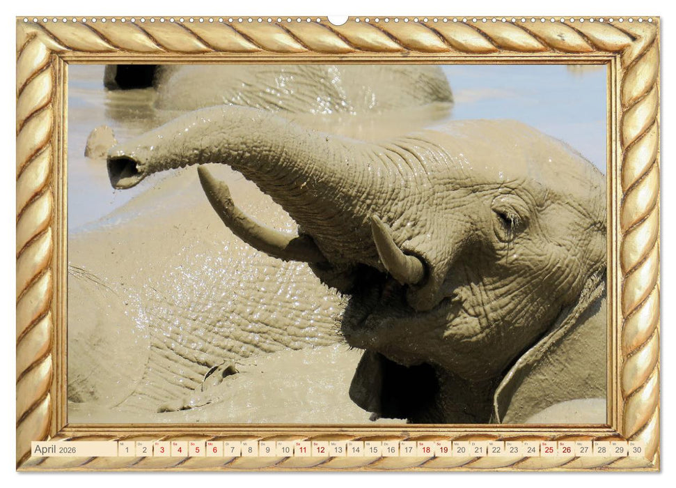 Elefanten im Wasserloch (CALVENDO Premium Wandkalender 2026)
