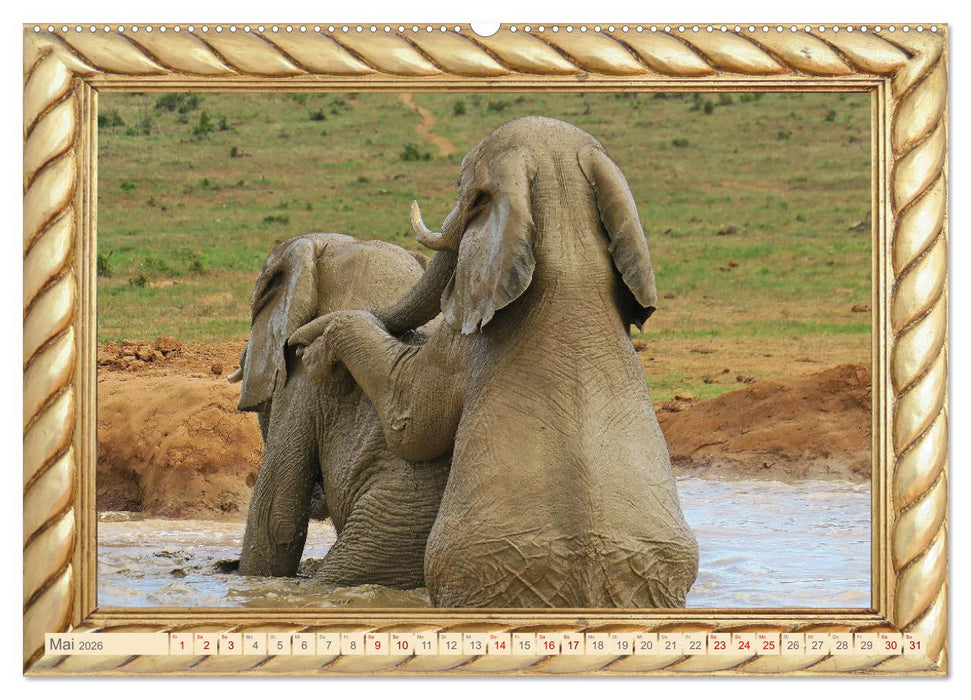 Elefanten im Wasserloch (CALVENDO Premium Wandkalender 2026)