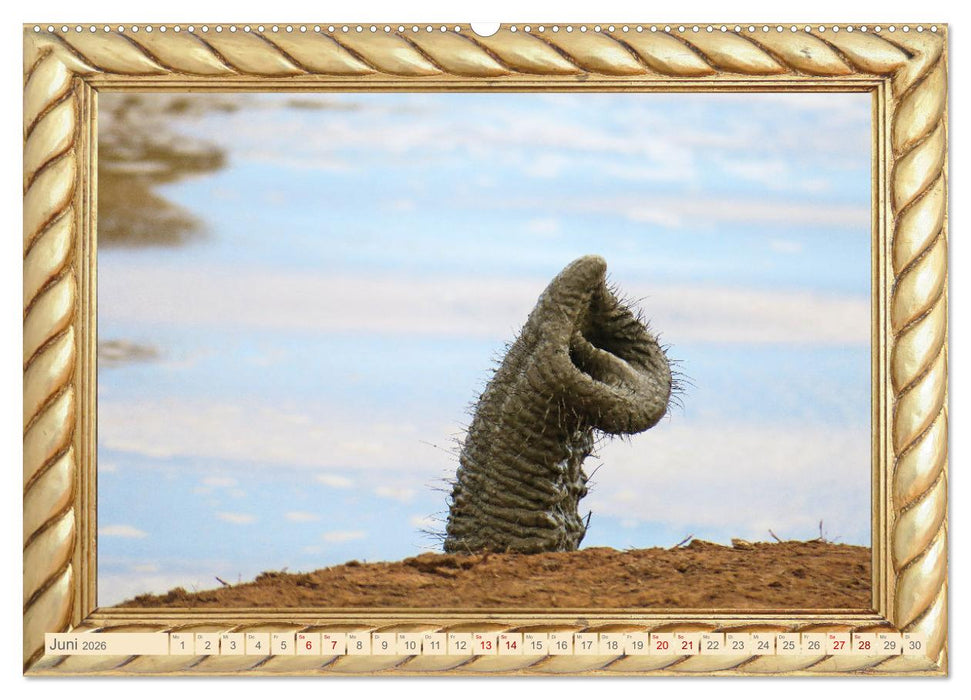 Elefanten im Wasserloch (CALVENDO Premium Wandkalender 2026)