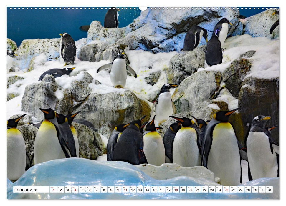 Tierische Frackträger (CALVENDO Premium Wandkalender 2026)