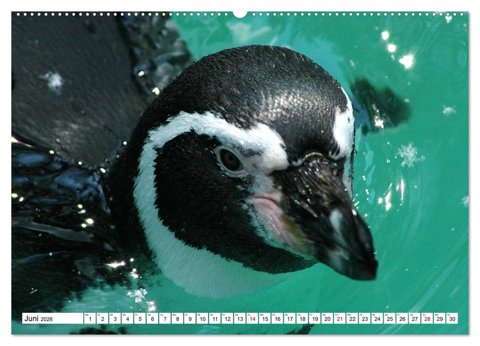 Tierische Frackträger (CALVENDO Premium Wandkalender 2026)