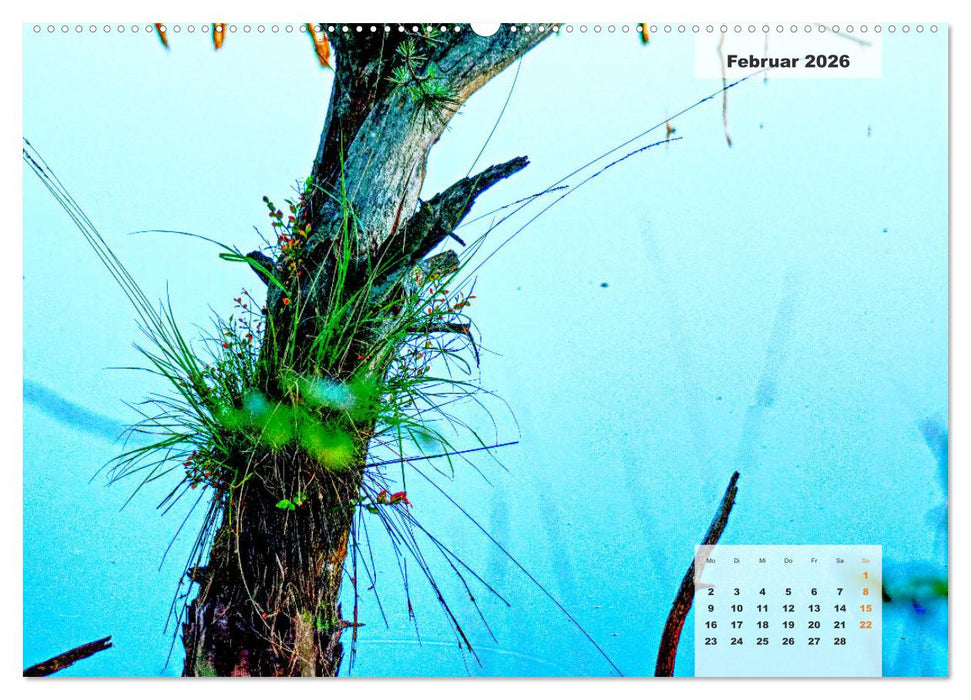 Niedersachsens Moorlandschaften - Das Pietzmoor, Schneverdingen (CALVENDO Premium Wandkalender 2026)