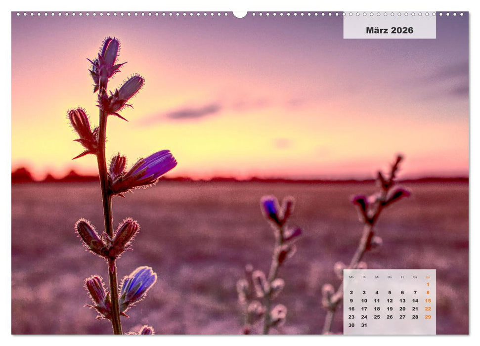 Niedersachsens Moorlandschaften - Das Pietzmoor, Schneverdingen (CALVENDO Premium Wandkalender 2026)