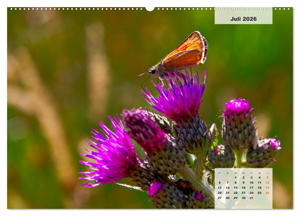 Niedersachsens Moorlandschaften - Das Pietzmoor, Schneverdingen (CALVENDO Premium Wandkalender 2026)