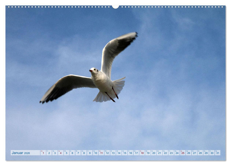 Von Möwen, Menschen und Meer (CALVENDO Premium Wandkalender 2026)