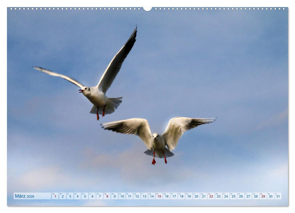 Von Möwen, Menschen und Meer (CALVENDO Premium Wandkalender 2026)