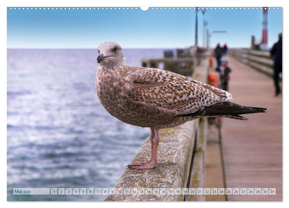 Von Möwen, Menschen und Meer (CALVENDO Premium Wandkalender 2026)