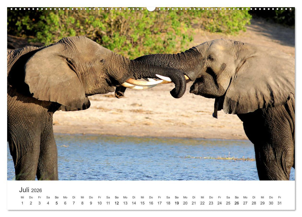 Ein Herz für Elefanten (CALVENDO Premium Wandkalender 2026)