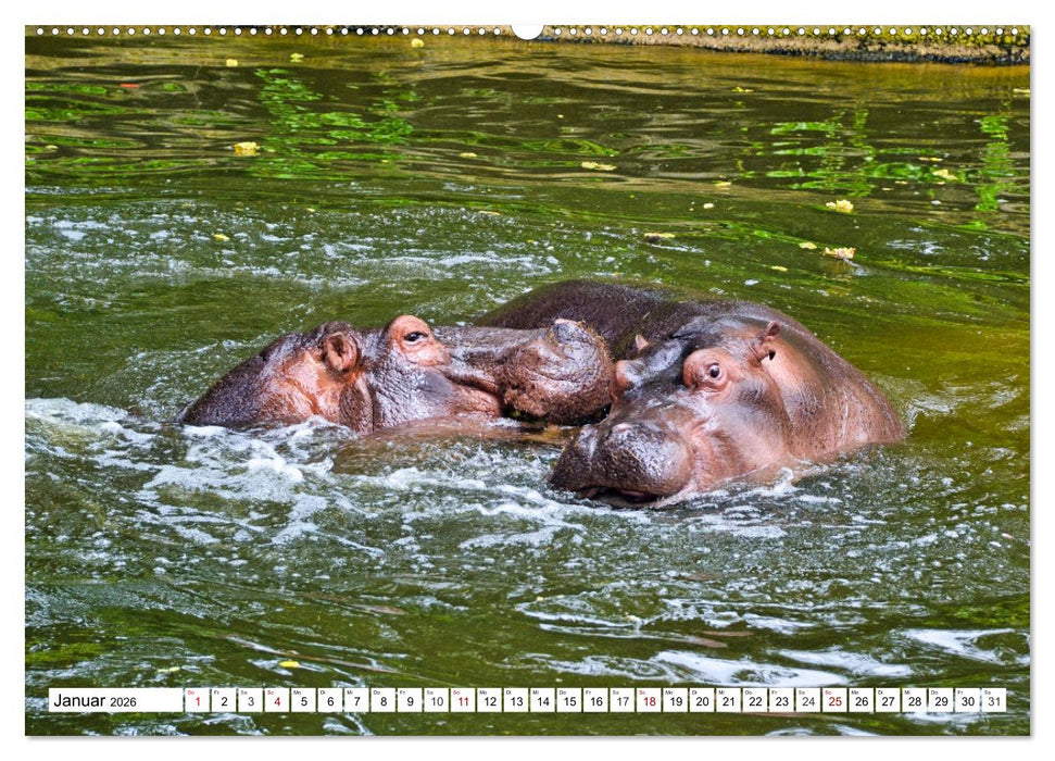 Das Wasser brodelt - Flusspferde im Kampf (CALVENDO Premium Wandkalender 2026)