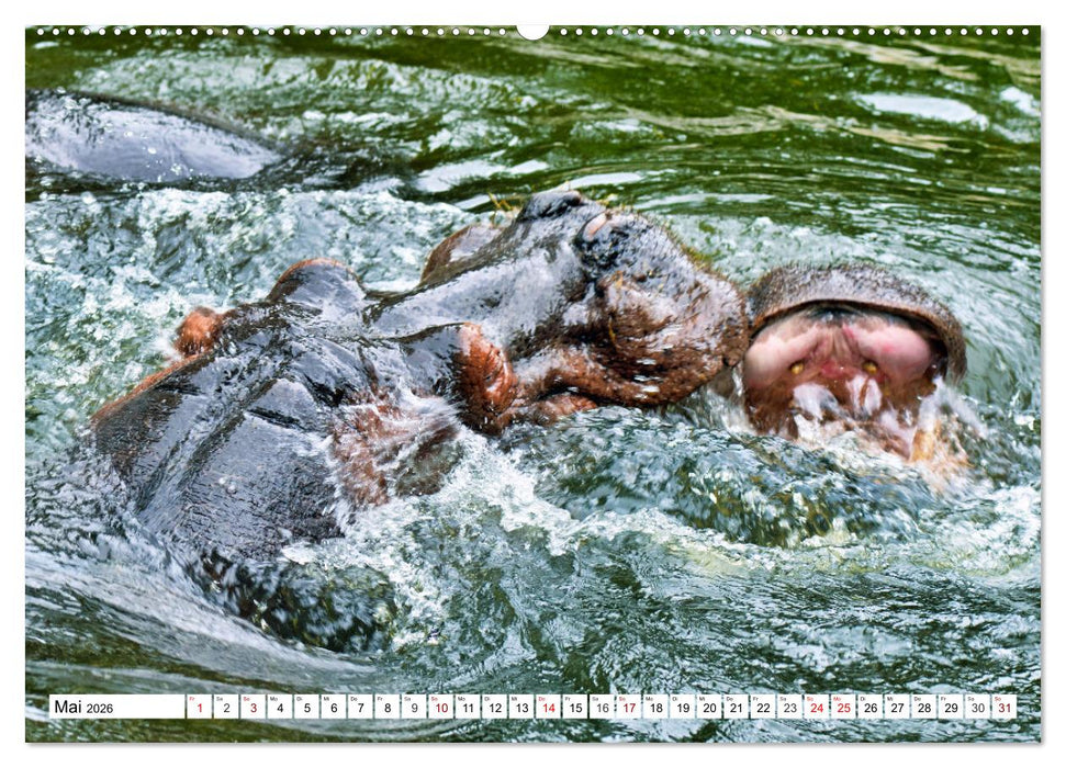 Das Wasser brodelt - Flusspferde im Kampf (CALVENDO Premium Wandkalender 2026)