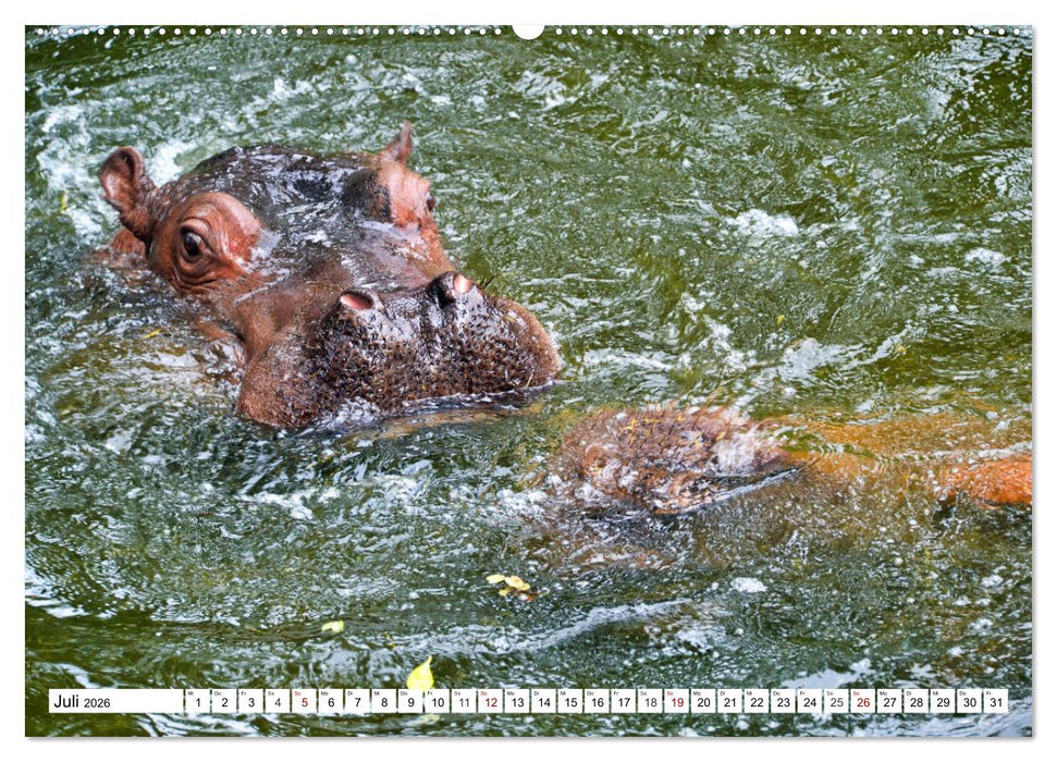 Das Wasser brodelt - Flusspferde im Kampf (CALVENDO Premium Wandkalender 2026)