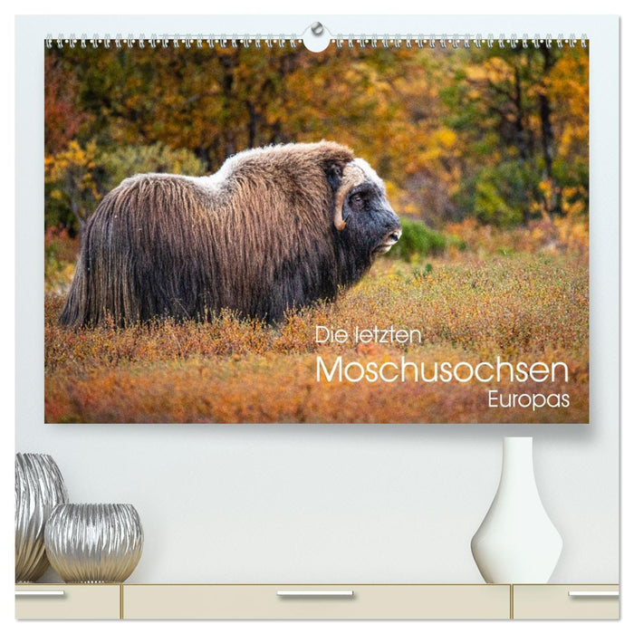 Die letzten Moschusochsen Europas (CALVENDO Premium Wandkalender 2026)