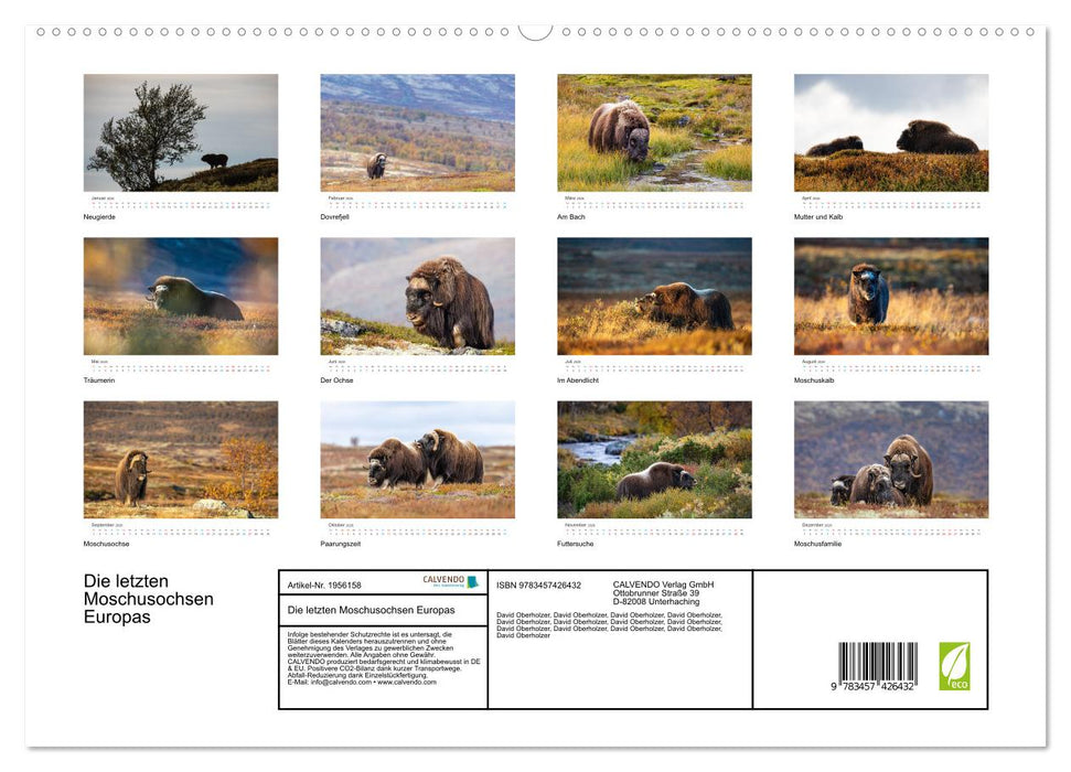 Die letzten Moschusochsen Europas (CALVENDO Premium Wandkalender 2026)