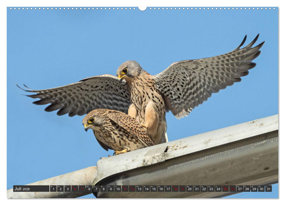 Ein Frühjahr bei den Turmfalken (CALVENDO Premium Wandkalender 2026)