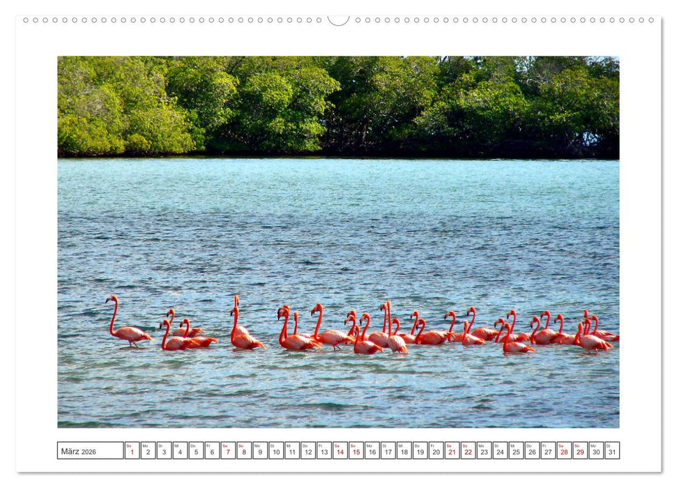 Pretty Flamingos in Cuba (CALVENDO Premium Wandkalender 2026)