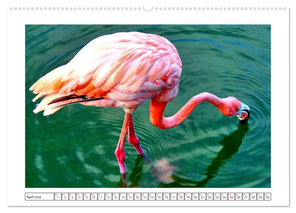 Pretty Flamingos in Cuba (CALVENDO Premium Wandkalender 2026)