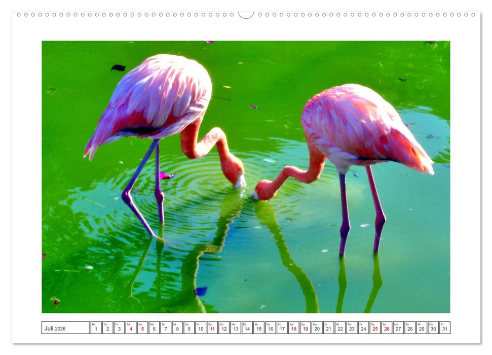 Pretty Flamingos in Cuba (CALVENDO Premium Wandkalender 2026)