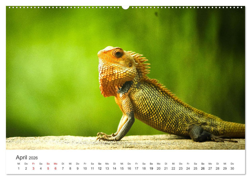 Reptilien - Tierische Farbenpracht (CALVENDO Premium Wandkalender 2026)