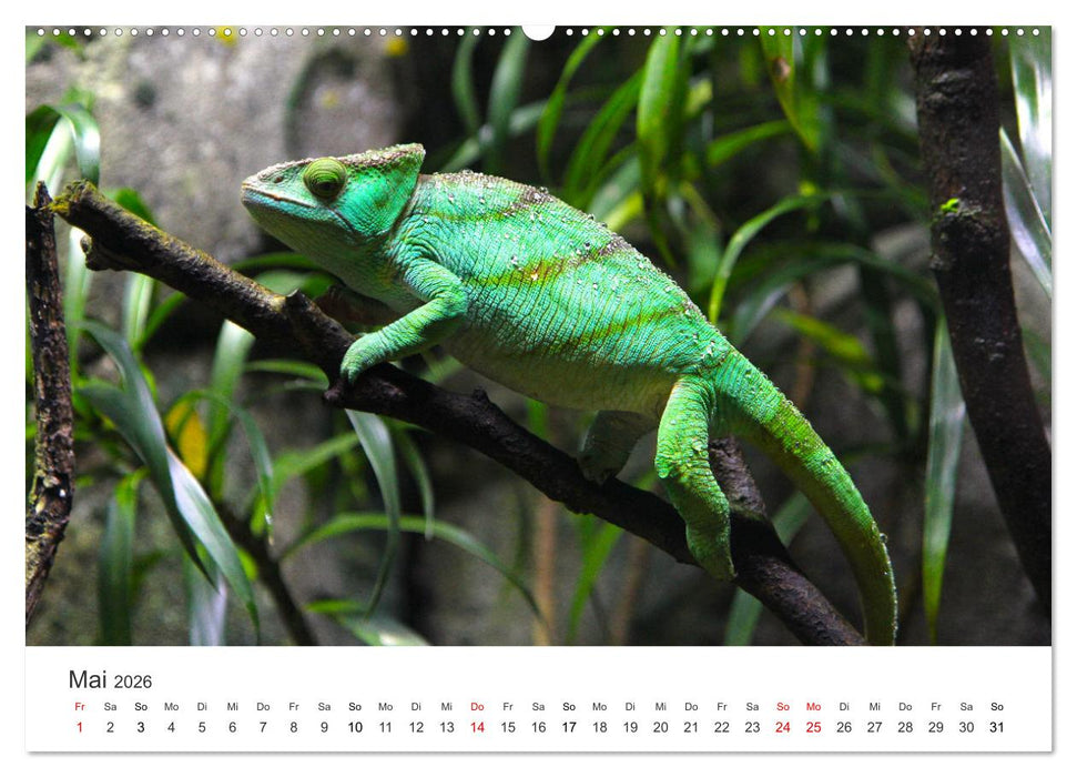 Reptilien - Tierische Farbenpracht (CALVENDO Premium Wandkalender 2026)