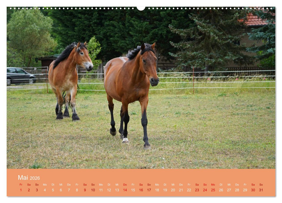 Faszination Pferdefreundschaft (CALVENDO Premium Wandkalender 2026)