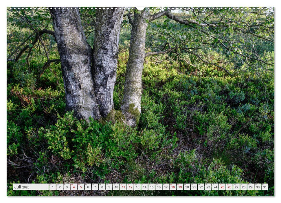 Traumlandschaft Hohes Venn (CALVENDO Premium Wandkalender 2026)