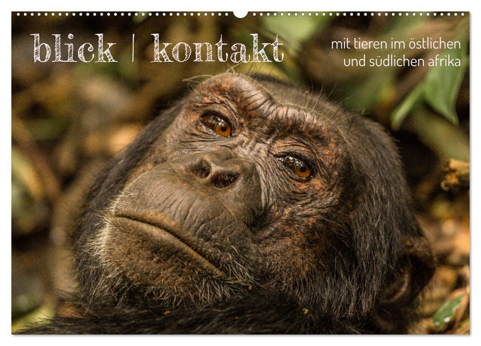 blick kontakt mit tieren im östlichen und südlichen afrika (CALVENDO Wandkalender 2026)