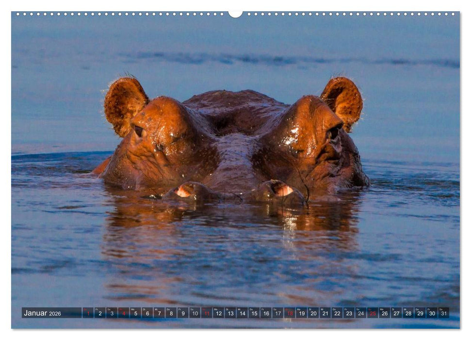 blick kontakt mit tieren im östlichen und südlichen afrika (CALVENDO Wandkalender 2026)