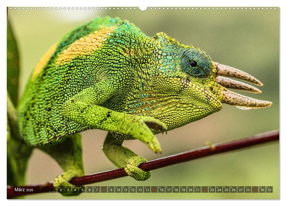 blick kontakt mit tieren im östlichen und südlichen afrika (CALVENDO Wandkalender 2026)